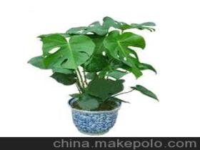 湖南常用的攀援植物，攀援植物有哪几种
