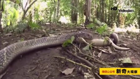 文言文蛇人启示