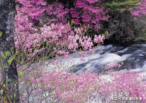 江南曲四首其三拼音版