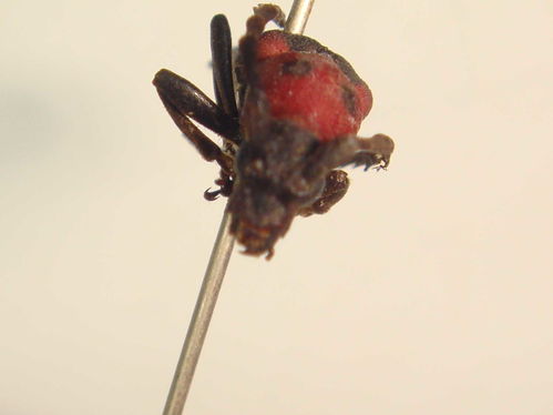 apical公司，apical翻译