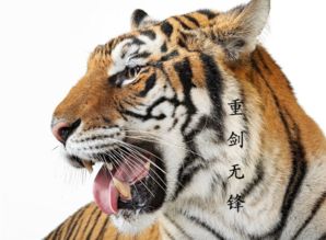 属虎羊的今年多少岁