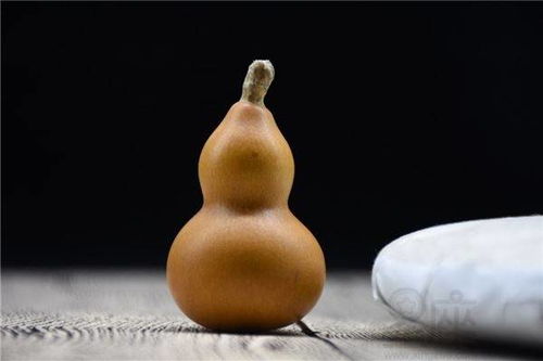 种葫芦的方法和步骤，种葫芦儿歌