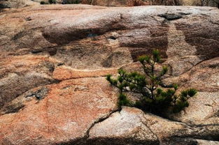 竹石原文及翻译