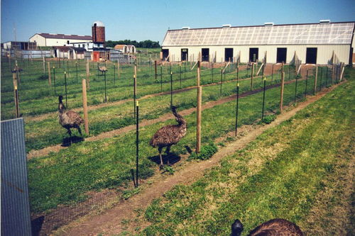 初级农业生产合作社阶段的分配方式是()，初级农业生产合作社和高级社的差别