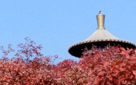 河南桐柏天气预报15天查询，河南桐柏天气预报天气预报