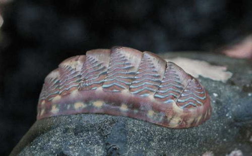 石鳖是什么动物