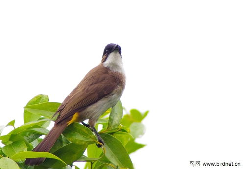 良禽择木是什么意思