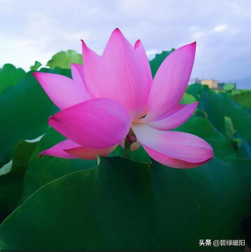 浣溪沙菡萏香销翠叶残教案，浣溪沙菡萏香销翠叶残古诗文网