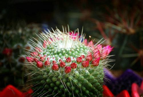 长势旺盛的意思，人丁旺盛的意思