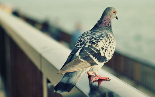 鸽的部首和组词，鸽的部首和组词和拼音