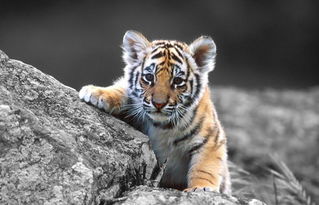 属羊的几岁了，属猪大属虎的几岁