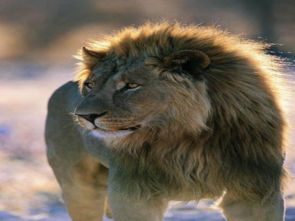 两只小狮子的故事道理，两只小狮子车标是什么车