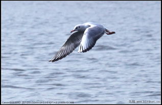 凌空翱翔是成语吗，凌空翱翔是四字词语吗