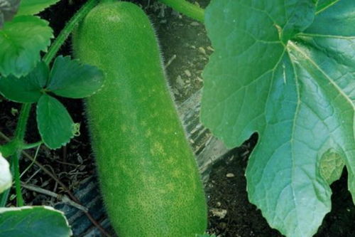 50种瓜的图片及名称蔬菜，所有瓜的名称和图片