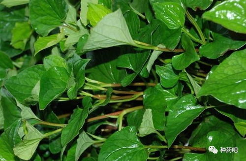 戢草是什么,有何用途,生长在哪些地方?