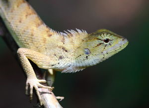 reptile怎么读，reptile词根