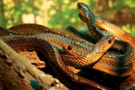 蛇鼠一窝的婚姻好不好，蛇鼠一窝下一句接什么