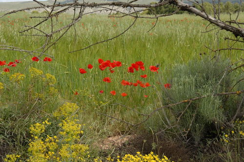 什么的春天填合适词语二年级，什么的春天填合适词语AA