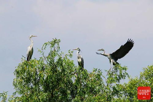 杨柳东风树青青夹御河的意思，杨柳东风树还是东门树