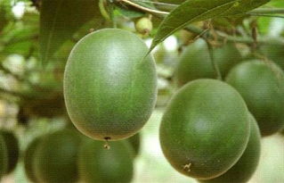 罗汉果的功效与作用有哪些，罗汉果的功效与作用汉果