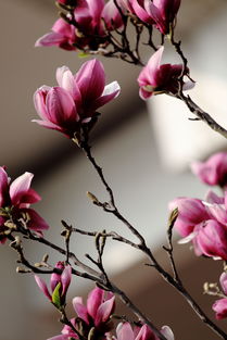 玉兰花小学四年级的作文