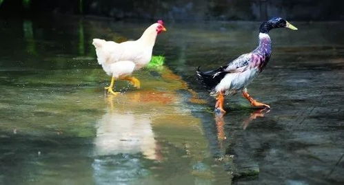 求鸡同鸭讲(1988)百度网盘在线观看资源, 许冠文 主演的