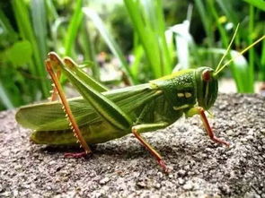 蚱蜢拼音怎么读音，蚱蜢拼音组词