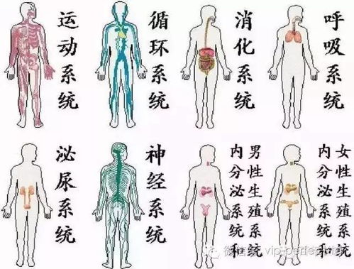 人体八大系统导图，人体八大系统功能简介