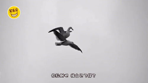 我要往前飞再累也无所谓，我要往前飞歌词