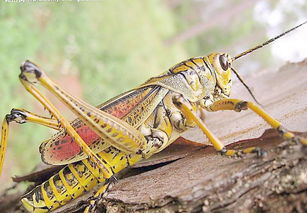 蚱蜢的读音是什么