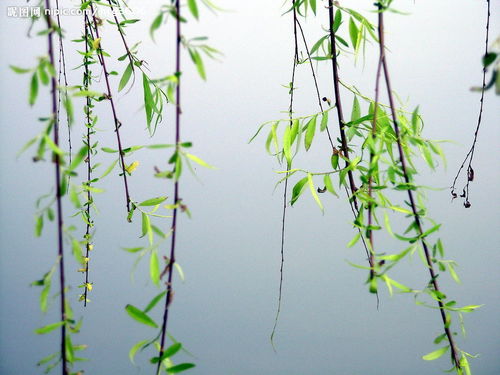 垂柳古诗配画，垂柳古诗带拼音解释