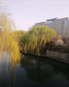 《诗经·渭阳》——杨柳东风树,凄凄送别苦!