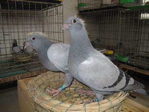 鸽子的鸽的部首是什么