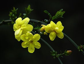 迎春花寓意什么意思，迎春花为什么叫坟头草