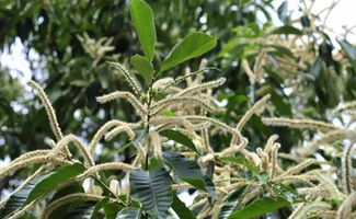 栗子花味道和什么味道差不多，栗子花香是什么味道