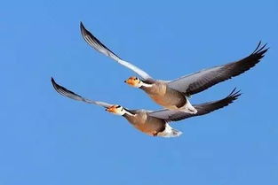 大雁比翼双飞是什么意思，比翼双飞是什么意思解释