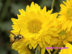 菊花的开花时间是几点?