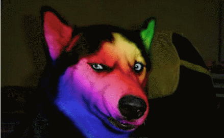 24k钛合金狗眼是什么意思