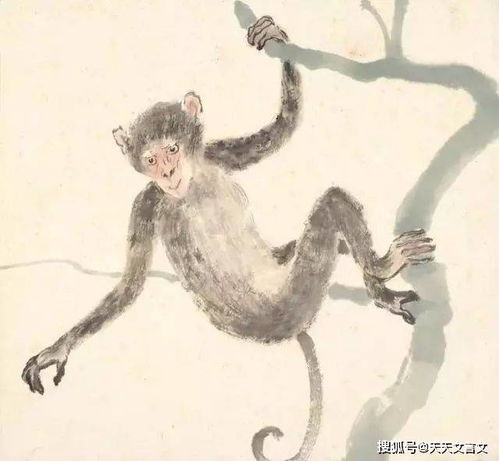 猱怎么读什么意思，猱文言文翻译