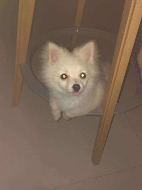 钛合金狗眼电影在线观看，亮瞎了我的钛合金狗眼