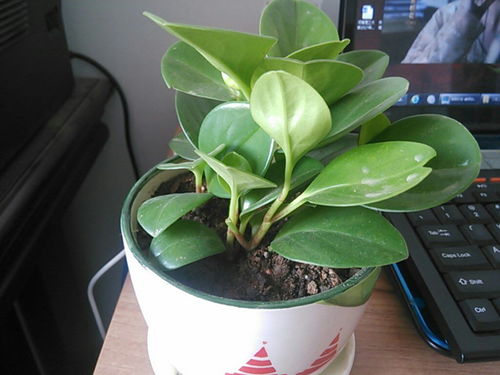 多年生植物有哪些?