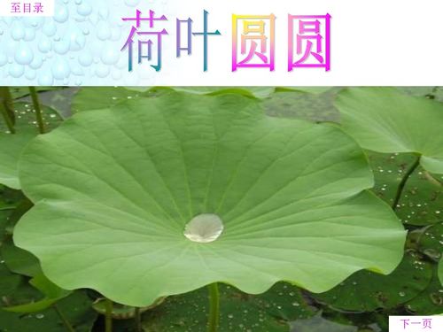 荷叶圆圆,绿绿的,它是小水珠的什么