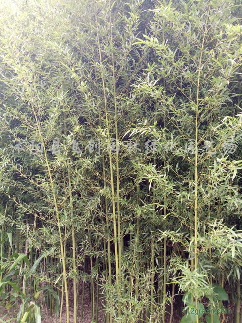 淡竹景区，淡竹原始森林风景区