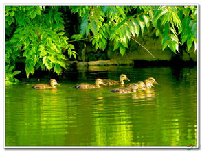 兄弟七八个围着柱子坐猜谜语，兄弟七八个,围着圆柱坐打一植物