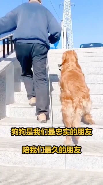 《忠实的朋友》读后感