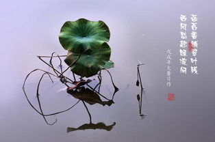 菡萏香销翠叶残,西风愁起绿波间。是什么意思