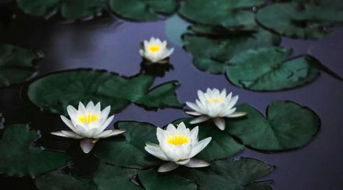 莲花和荷花一样吗是一种花吗