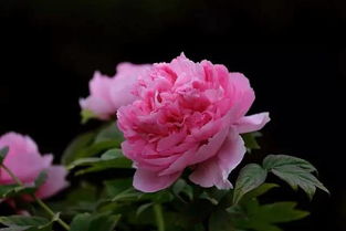 李孝光的《牡丹》这首诗的诗意是什么?