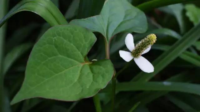 蕺菜的功效和作用，蕺菜瓠子