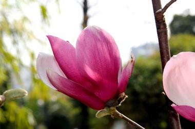 玉堂春一年开几次花,花期多长时间